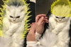 日本網友家貓一生氣就變身超級賽亞貓，可愛模樣讓網友驚呼：願意收編！