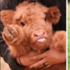 你心情不好嗎？看看這些「高地牛寶寶」的可愛照片，絕對會讓你嘴角上揚！
