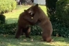 警方接到通知有「兩隻小熊在花園打鬧」，到了現場認為「太可愛不可干涉」暖翻網友！