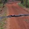 「始料未及」的路障！一隻6米巨蟒橫跨馬路，仔細一看牠身旁還不只一隻！
