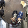 UPS司機與狗狗們的友誼～送貨路線上所有的狗狗都認識他，每天都要輪流打招呼真是甜蜜！