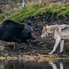 攝影師拍下一生只有一次的機緣：鏡頭下，一隻大灰熊與大灰狼的罕見互動