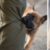 警犬魅力無法擋！愛沙尼亞一隻狗狗剛開始警犬訓練，外國一片網友卻早已紛紛為牠感到驕傲？！