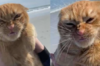 橘貓第一次去海灘，牠顯然很不喜歡而且毫不隱藏的表態：「朕有意見！」