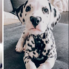 斑點狗因為「鼻子上有愛心」在網路上爆紅，獨一無二的花紋吸引18萬粉絲追蹤！