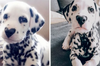 斑點狗因為「鼻子上有愛心」在網路上爆紅，獨一無二的花紋吸引18萬粉絲追蹤！