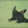 啥原來蝙蝠會游泳！？這隻小蝙蝠的超強泳技根本宛如蝙蝠界「菲爾普斯」Σ(lliдﾟﾉ)ﾉ