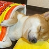 要不要來一包「胡麻柴犬」口味洋芋片？日本柴柴變成食物睡覺覺，真是超級療癒的啊！