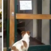 孤獨狗狗帶著好心人走到公寓大樓門口，上面貼著告示：「禁止狗狗進入」...