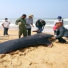 斯里蘭卡120隻鯨魚擱淺！一群人「一隻接著一隻」抬回海裡救援