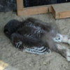 外國網友驚訝發現原來貓頭鷹會「趴著睡」！紛紛分享照片證明「偷懶也能爆紅」