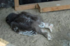 外國網友驚訝發現原來貓頭鷹會「趴著睡」！紛紛分享照片證明「偷懶也能爆紅」