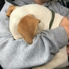 流浪狗狗被救援，開心到坐車全程都在「愛的抱抱」暖化在場所有人！
