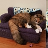 奶奶養的不一定胖！奶奶親手裁縫「愛貓專用沙發」超幸福！網：「奶奶出品，必屬精品」