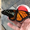 動物園請藝術家幫忙「救助受傷蝴蝶」，藝術家直接「移植全新翅膀」幫牠飛翔！
