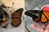 動物園請藝術家幫忙「救助受傷蝴蝶」，藝術家直接「移植全新翅膀」幫牠飛翔！