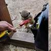 男子是動物園電工，每天早上與一群狐獴的日常互動引起16萬網友按讚分享！