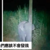 可愛小象被抓到「偷吃甘蔗」，立刻在狹窄的柱子後面「隱身」：「不動就應該不會被發現」