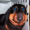 10隻學到「不要去惹蜜蜂」的狗狗的照片，雖然可憐但是「腫」麼會這麼可愛啦！