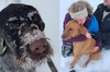 才九個月大的狗狗有著「超強嗅覺」，竟然因此救出另一隻被困在雪地裡的狗狗！