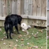 柵欄也阻礙不了牠們！兩隻狗狗超愛跟對方互動，從柵欄下「洞口」玩樂互遞玩具！
