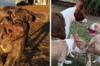 #不上相狗狗照片挑戰：這些「拍照時間很不湊巧」的狗狗們，表情和動作實在太爆笑！