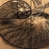 為什麼貓咪是完美的？網友發現貓咪無論何時都符合《「肥」氏數列》的「黃金分割比例」