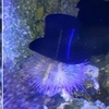 原來海膽喜歡把貝殼當作「帽子戴」！於是網友們開始「3D列印」各種時尚帽子給牠們