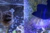 原來海膽喜歡把貝殼當作「帽子戴」！於是網友們開始「3D列印」各種時尚帽子給牠們