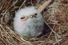 12張超可愛的「蟆口鴟寶寶」的照片，超級豐富的表情融化網友：「哪是鳥？是棉球吧！」