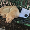 帶著一封信被遺棄，綁在公園長椅上無法動彈！被救援的小狗狗再次學會相信人類