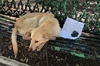 帶著一封信被遺棄，綁在公園長椅上無法動彈！被救援的小狗狗再次學會相信人類