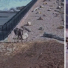 美國猶他州「動物天橋」超成功！影片展示大量野生動物使用它來避免交通危險！