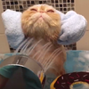 超享受洗澡的小橘貓，就是這個溫度喵～♥