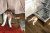 貓咪堅信自己是「躲貓貓大師」！自認為每次「隱藏」家人都「看不到牠」