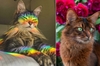「超級麻豆貓」照片合集！這些貓咪不僅美麗還超級會擺pose！難怪越來越多人成為貓奴～