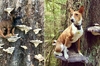 當狗狗站在大蘑菇上拍照？「菇菇上的狗狗」是外國網友們新掀起的最愛議題！