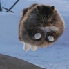 冰雪精靈？！10張「超級尊貴毛球」在冰天雪地中「享受貓生」的照片！