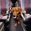 美交通部新規：航空公司可禁止「情緒支援動物」並「以寵物方式對待」