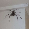 澳洲女子過去一年來都有一個房客：一隻15公分寬的「獵人蛛」，互不干擾過生活