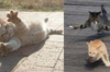 攝影師實拍日本東京街頭流浪貓：牠們日常生活與可愛個性讓人融化！