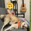 「你家狗有事嗎？」網友分享自己狗狗「當機出bug」的照片，真的是笑死人了！