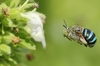 只在澳洲！不可思議的「藍蜜蜂」在網路上爆紅，竟是因為當地人都不知道牠們存在？