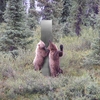 美國國家公園管理局分享照片：兩隻小熊「發現」神秘「金屬巨柱」