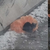 在馬路邊上的橘色塑膠袋冷到發抖！小貓被拯救後變成一個「粘人精」