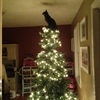 「朕覺得你審美不好！」這些喵皇「幫忙」裝潢聖誕樹的照片，真的是笑死人了！