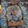 女子路過「耶穌誕生場景裝飾」，發現搖籃裡睡了一隻小狗狗！網：「溫暖的驚喜！」
