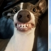 外國網友分享愛犬「長得很像某東西」的照片！這個相似度可以有87分啊！