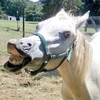 地表上最「愚蠢」的馬？飼主分享馬兒秀智商下限的照片，引起網友瘋狂分享！