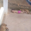 父母突然發現女兒「沒有聲音了」...往外擔心一看：原來她跟愛犬們在一起午睡